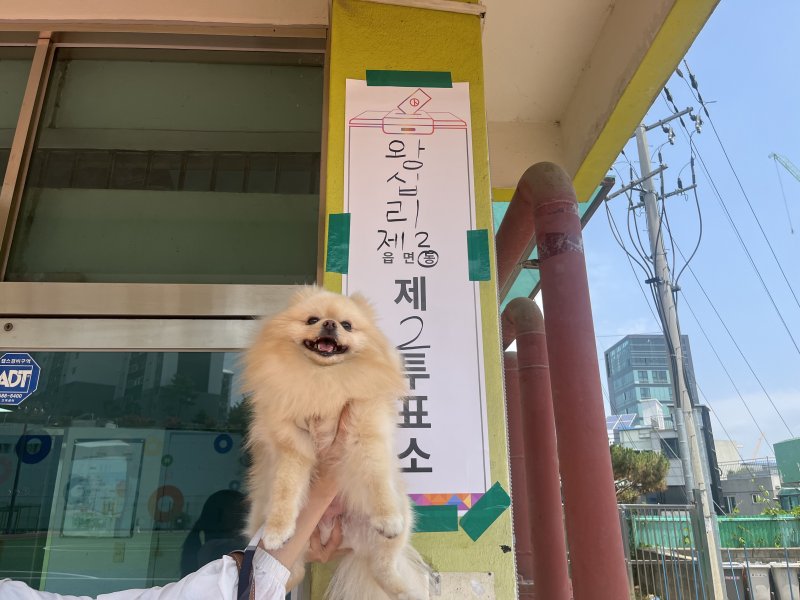 서울 성동구 무학초등학교 앞 바카라사이트 벳무브소에서 반려견이 인증샷을 찍고 있다. 2025.6.3/뉴스1 ⓒ News1 김종훈 기자