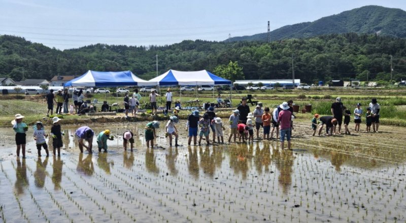 [인터넷 바카라사이트=뉴시스] 송종욱 기자 = 인터넷 바카라사이트시는 '어린이 농부학교' 수업의 하나로 지난달 30일 남구 대송면 장동리 논에서 논농사 실습 교육을 했다. 사진은 어린이 등 가족이 참여해 모내기 체험을 하는 모습. (사진=포항시 제공) 2025.06.03. photo@newsis.com