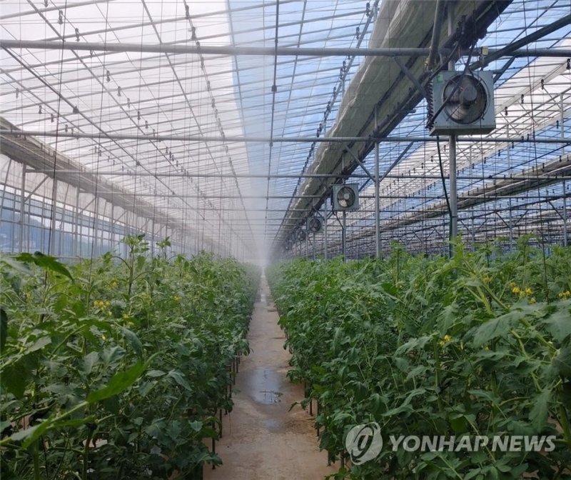 온도저감시설 설치한 비닐하우스 (출처=연합뉴스)