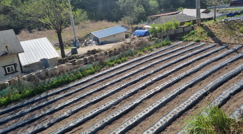 [안동=뉴시스] 밭으로 변한 이재명 대통령 생가터. 2025.06.04. kjh9326@newsis.com