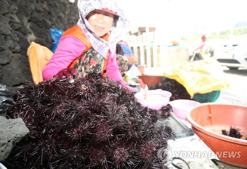 제주 바다 성게 (출처=연합뉴스)