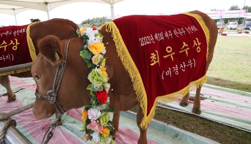 6일 제주 서귀포시 표선면 조랑말체험공원에서 열린 제3회 제주 한·흑우 경진대회에서 각 부문 외모심사에서 최우수상을 수상한 한우들이 꽃목걸이를 걸고 있다. (사진은 기사 내용과 무관함) / 뉴스1 ⓒ News1