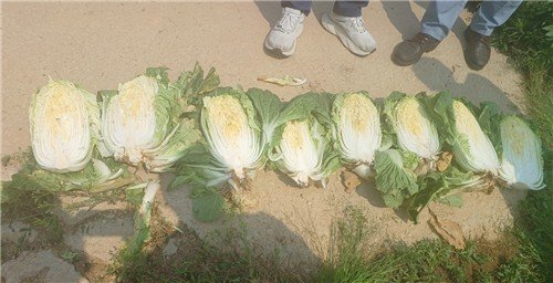 추대 피해 입은 배추 (출처=연합뉴스)