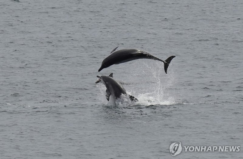 제주 남방큰돌고래 턱이 (출처=연합뉴스)
