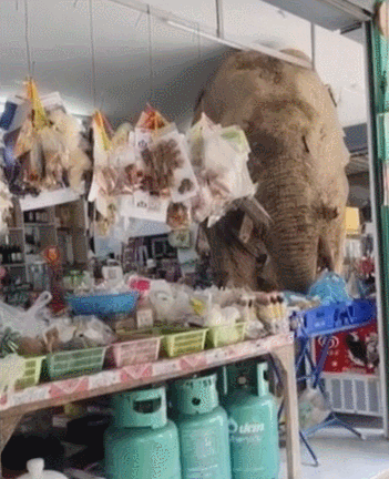 “코끼리가 왜 여기서 나와” 식료품점 과자강도 정체는 [영상]