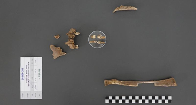 2024년 11월 강원도 철원군 원남면 주파리에서 발굴된 故 조영호 일병의 유해(왼쪽부터 머리뼈 조각, 치아, 좌·우측 노뼈). 국방부 제공