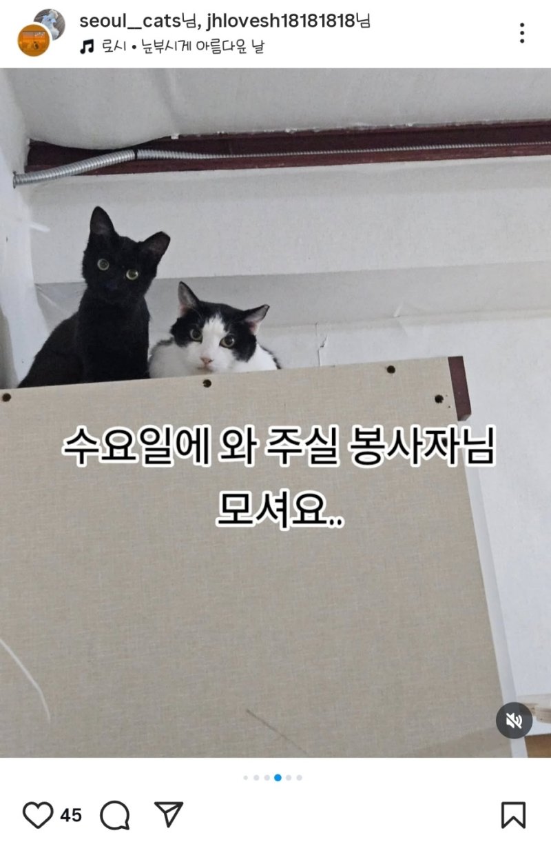 남혜영 씨 등 방배동 바카라 케어테이커들이 운영 중인 쉼터 인스타그램 계정 갈무리. 정기·비정기 봉사자를 구하고 있다. (출처 : seoul_cats)