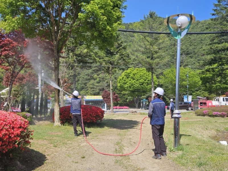 산림병해충 방제 장면 (보은군 제공. 재판매 및 DB금지) /뉴스1