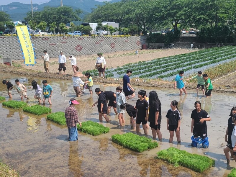 학생들이 '남도들노래' 공연을 관람한 뒤 모내기 체험을 하고 있다.(전남도교육청 제공, 재판매 및 DB 금지)