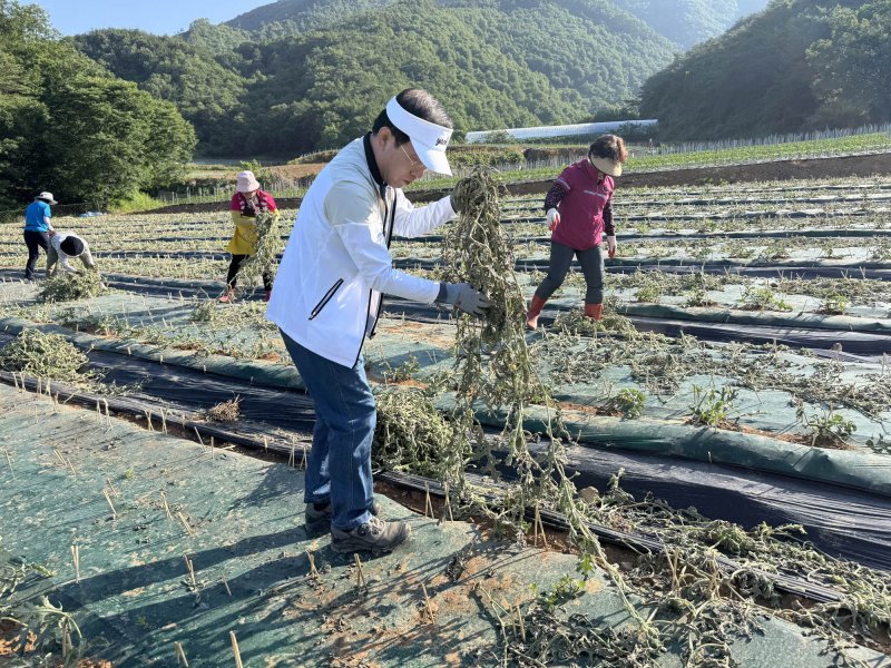 수박 순 제거하는 김문근 단양군수. (제천시 제공. 재판매 및 DB금지)/뉴스1