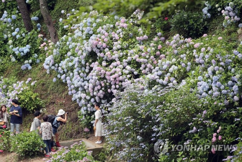 부산 영도구 태종대유원지 내 카지노 룰렛 사이트꽃에서 기념촬영을 하고 있는 관광객들 모습. 연합뉴스