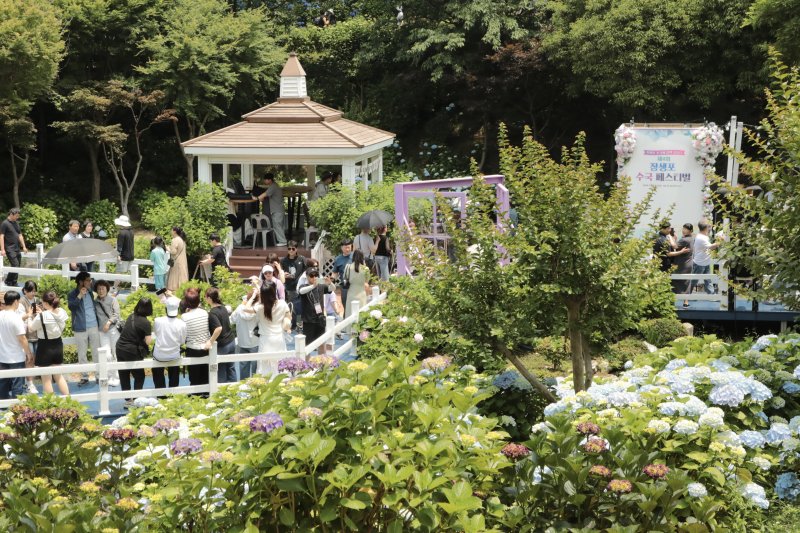 8일 울산 남구 블랙잭 베팅 고래문화마을 일원에서 ‘제4회 블랙잭 베팅 수국 페스티벌’이 열려 나들이객로 붐비고 있다. 2025.6.8/뉴스1 ⓒ News1 김세은 기자