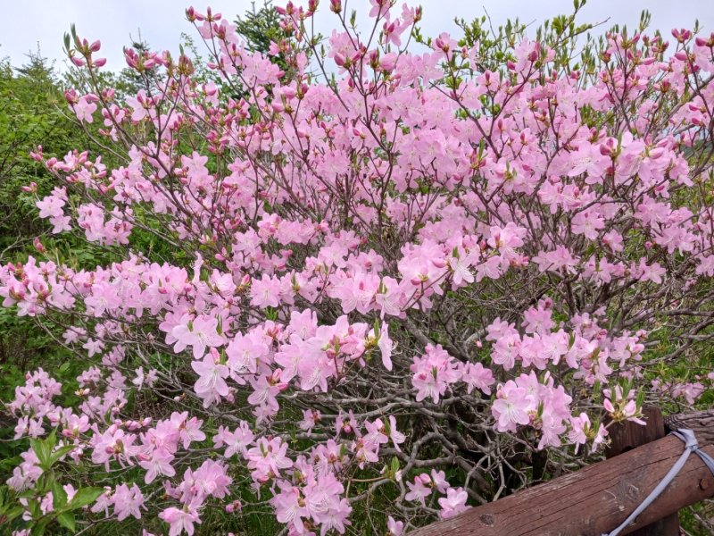 봄이면 어지러울 정도로 강하고 선명하게 피는 세석철쭉. 해발 1600m 세석평전에 꽃사태를 이루며 등반객들의 탄성을 자아내게 만든다. 지리10경에 당당히 이름을 올리고 매년 5~6월에 철쭉제가 열린다.