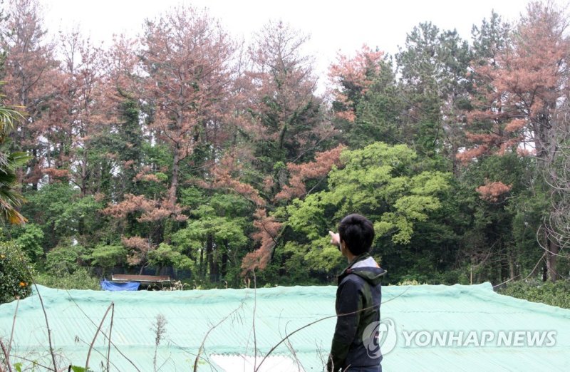 2014년 소나무재선충병 감염목 (출처=연합뉴스)