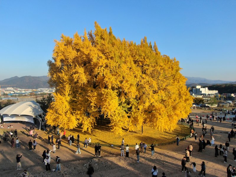 강원 원주시 반계리 은행나무 자료 사진. ⓒ News1