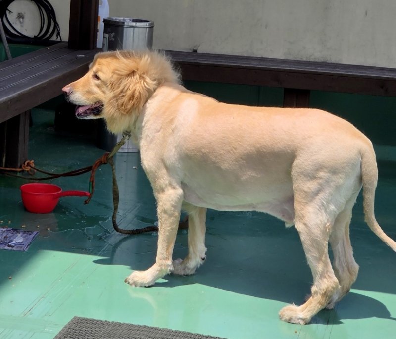 보호 조치 중인 대형견 (출처=연합뉴스)