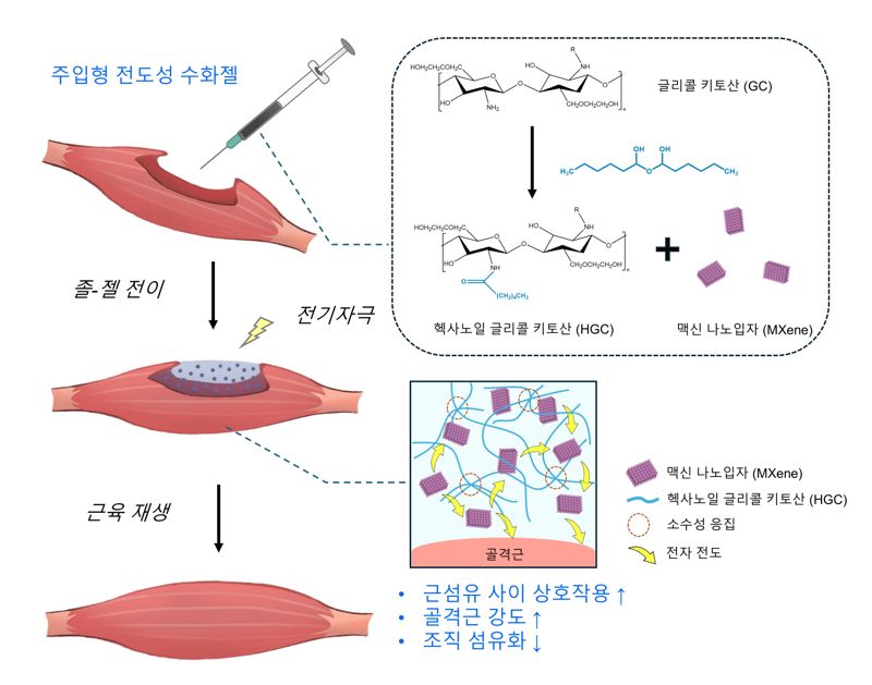 “주사 한 방으로 근육 손상 치료한다”