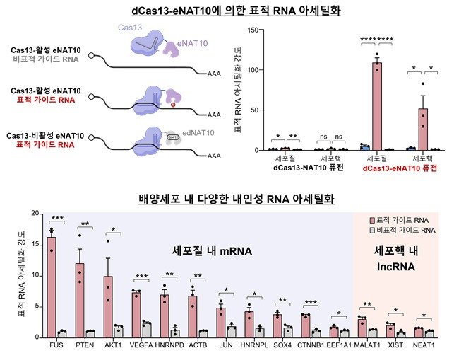 dCas13-eNAT10 퓨전 단백질을 이용한 세포 내 다양한 바카라사이트 목록의 아세틸화(KAIST 제공) /뉴스1