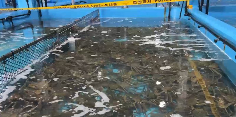 지난해 3월 경찰이 압수한 러시아산 안전한 바카라 사이트와 킹크랩.(강원경찰청 제공, 재판매 및 DB 금지)/안전한 바카라 사이트1