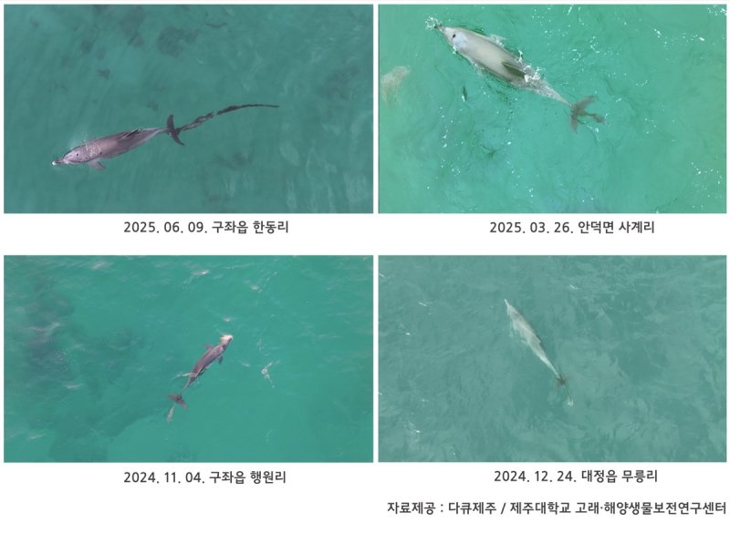 꼬리에 폐어구가 얽힌 채 목격된 남방큰돌고래 '행운' (출처=연합뉴스)