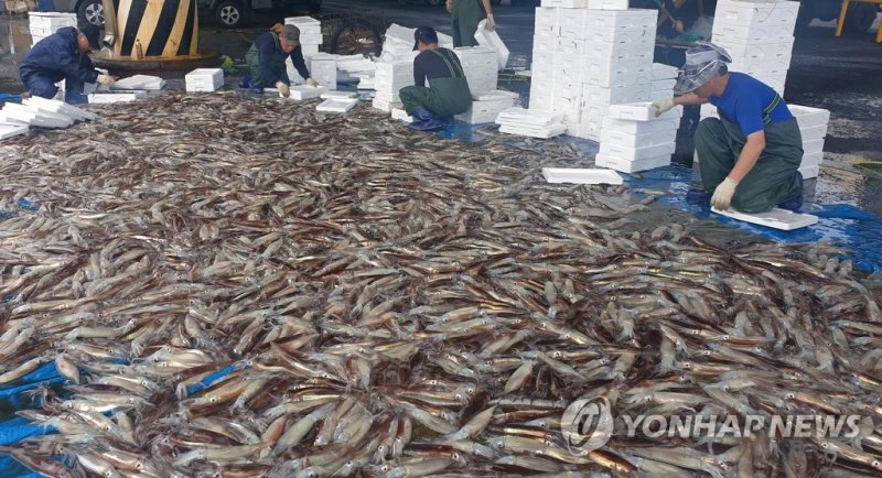 "오징어 주워 담기도 바쁘네" (출처=연합뉴스)