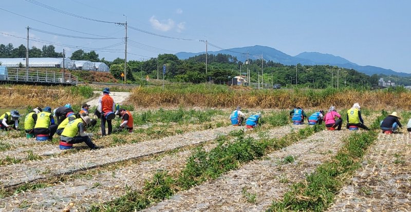 [산청=뉴시스] 산청군농협·농협 산청군지부 농주모,고주모산청군지회 양파 수확 일손돕기 (사진=산청군농협 제공) 2025. 06. 10. photo@newsis.com *재판매 및 DB 금지