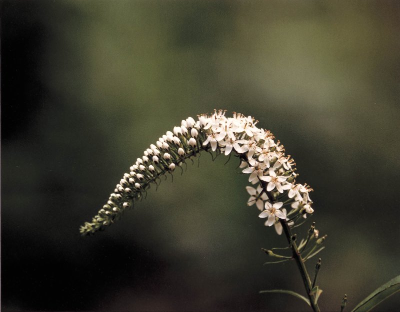 소백산 야생화 까치수영 야생화.(단양군 제공, 재판매 및 DB금지)/뉴스1