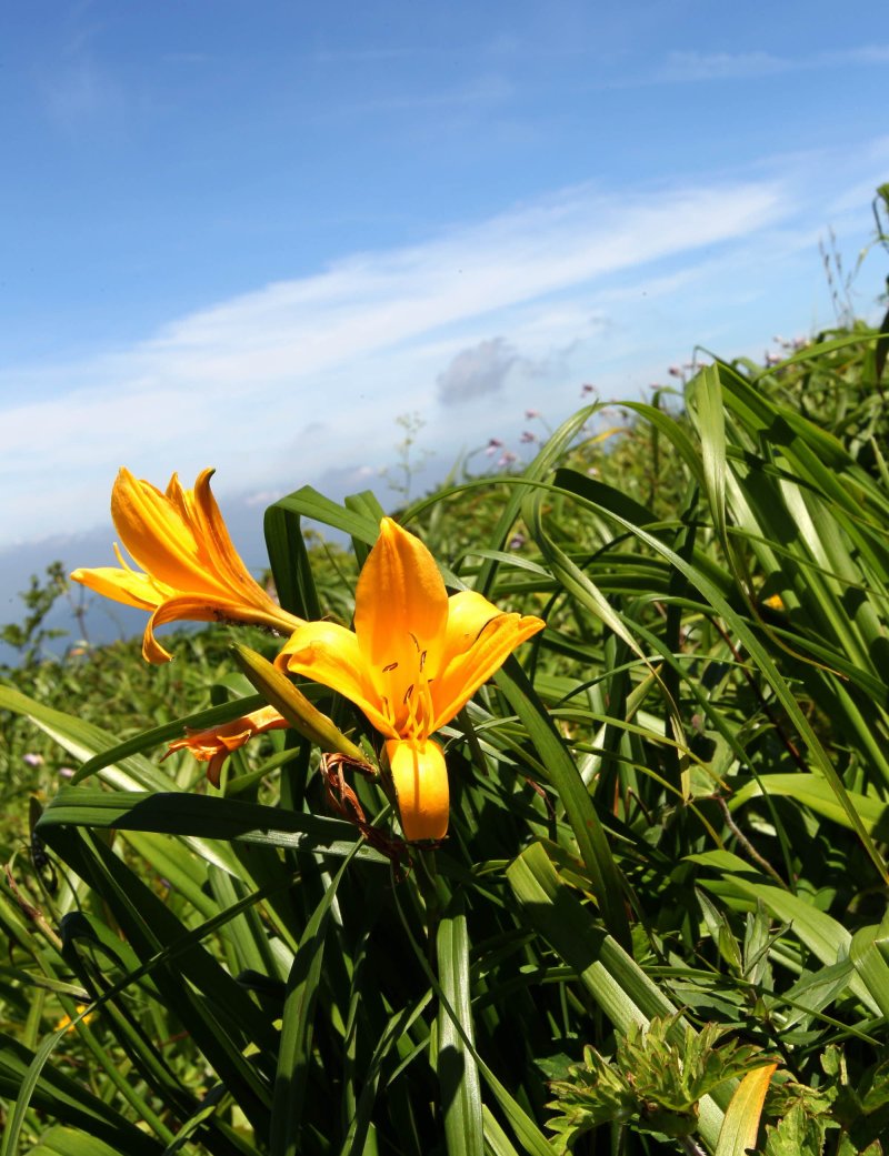 소백산 야생화 원추리.(단양군 제공, 재판매 및 DB금지)/뉴스1