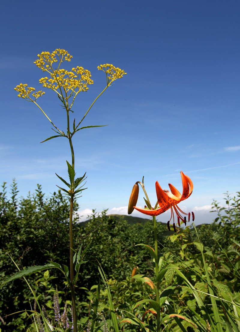 소백산 야생화 마타리와 참나리 야생화(단양군 제공, 재판매 및 DB금지)/뉴스1