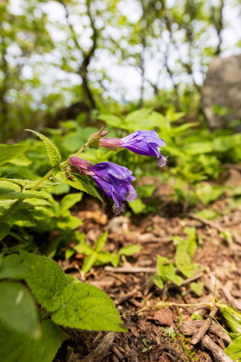 소백산 연화봉 숲길 벌깨덩굴.(단양군 제공, 재판매 및 DB금지)/뉴스1