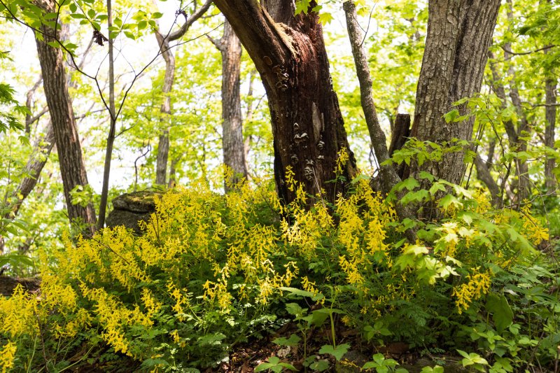 소백산 연화봉 깔딱고개 야생화.(단양군 제공, 재판매 및 DB금지)/뉴스1