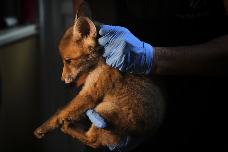 Nicki Townsend carries a fox at the hospital run by The Fox Project near Tonbridge, England, Thursday, May 22, 2025. (AP Photo/Frank Augstein)