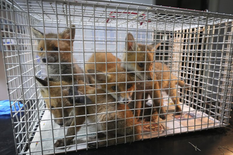 [켄트=AP/뉴시스] 5월 22일(현지 시간) 영국 켄트 주 톤브리지 인근 더 폭스 프로젝트가 운영하는 병원에서 새끼 여우들이 자연으로 돌아갈 준비를 하고 있다. 2025.06.10.