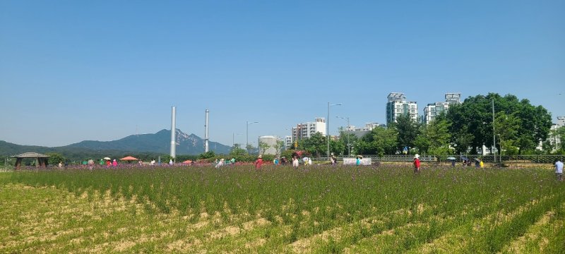 경기 양주 나리농원 일대. (양주시 제공. 재판매 및 DB금지) 2025.6.11/뉴스1