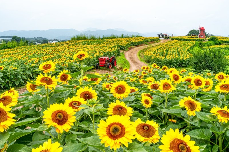 함안 강주해바라기 축제장(함안군 제공. 재판매 및 DB금지).