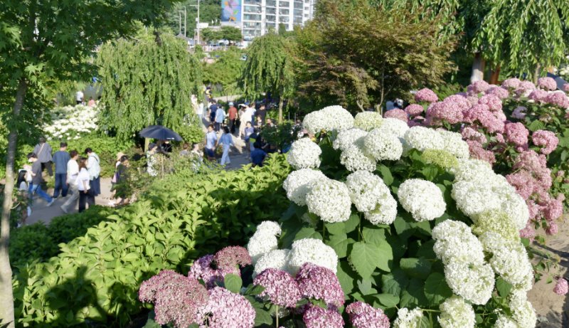 2024 공주 유구색동수국정원 꽃 축제 모습.(공주시 제공. 재판매 및 DB 금지)2025.6.11/뉴스1
