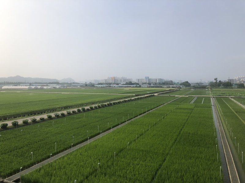 [진주=뉴시스]경남농업기술원, 벼 육묘장 전경.(사진=경남농업기술원 제공).2025.05.17.photo@newsis.com *재판매 및 DB 금지