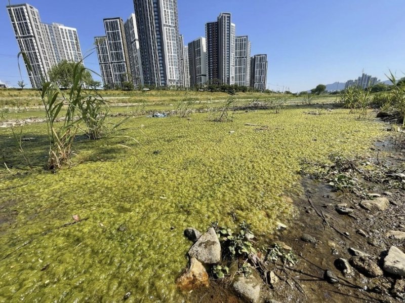 녹조가 낀 유등천 (출처=연합뉴스)