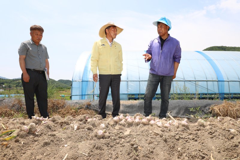 11일 전춘성 전북 진안군수(가운데)가 성수면 마늘 재배 현장을 찾아 농가의 애로사항을 듣고 지원 방안을 모색했다.(진안군제공. 재판매 및 DB금지)2025.6.11/뉴스1