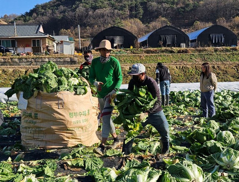 배추 수확 돕는 외국인 계절근로자.(괴산군 제공)/뉴스1