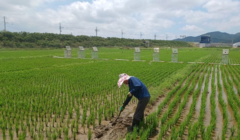 전남도가 기후변화 대응과 농업 온실가스 감축을 위해 오는 27일까지 '2025년 하반기 저탄소 농산물 인증' 신청을 접수한다. 전남도 제공