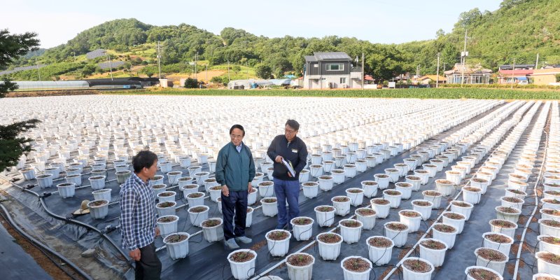 심민 전북 임실군수(가운데)가 오는 10월 치즈축제장을 장식할 국화꽃 재배지를 방문해 점검하고 있다.(임실군제공. 재판매 및 DB금지)2025.6.12/뉴스1