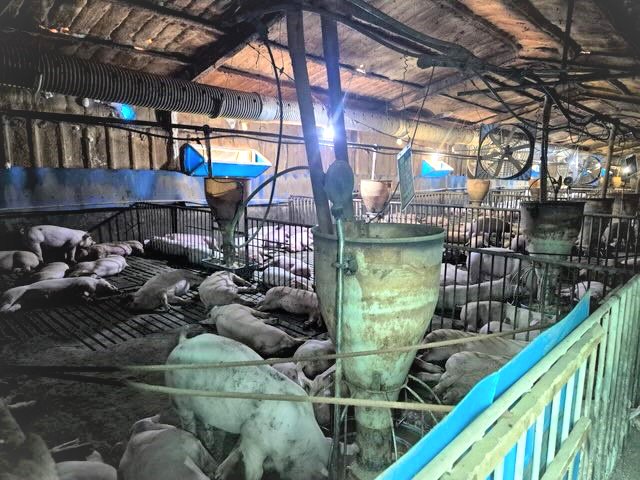 악취 민원이 끊이지 않았던 나주시 세지면 대산리 돈사가 농촌공간 정비사업으로 철거된다. (사진=나주시 제공) photo@newsis.com