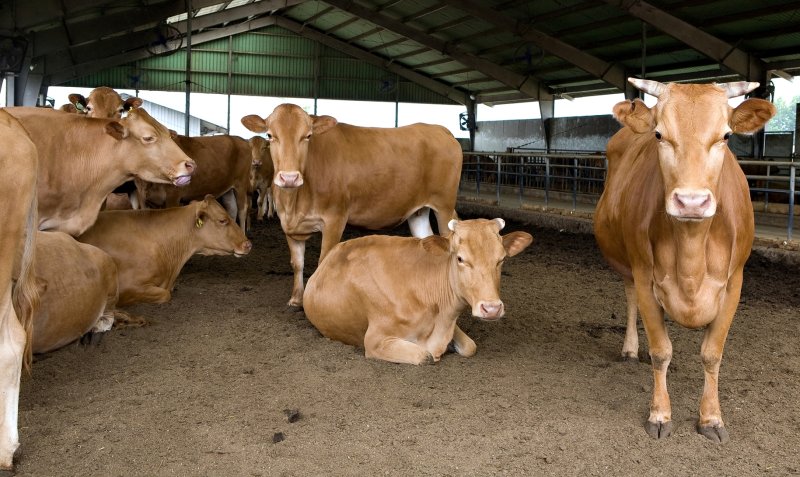 전북 임실군 농업기술센터가 오는 18일까지 한우 사양관리 과정’ 교육생 30명을 모집한다.(임실군제공. 재판매 및 DB금지)2025.6.12/뉴스1