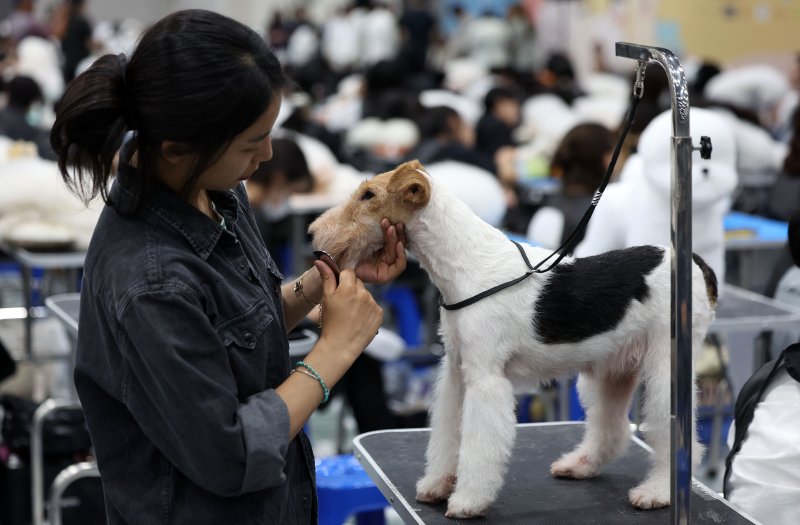 [서울=뉴시스] 김선웅 기자 = 13일 서울 서초구 aT센터에서 열린 제112회 KKF 전국 애견미용 콘테스트에서 참가 선수들이 애견 미용 실력을 선보이고 있다. 2025.06.13. mangusta@newsis.com