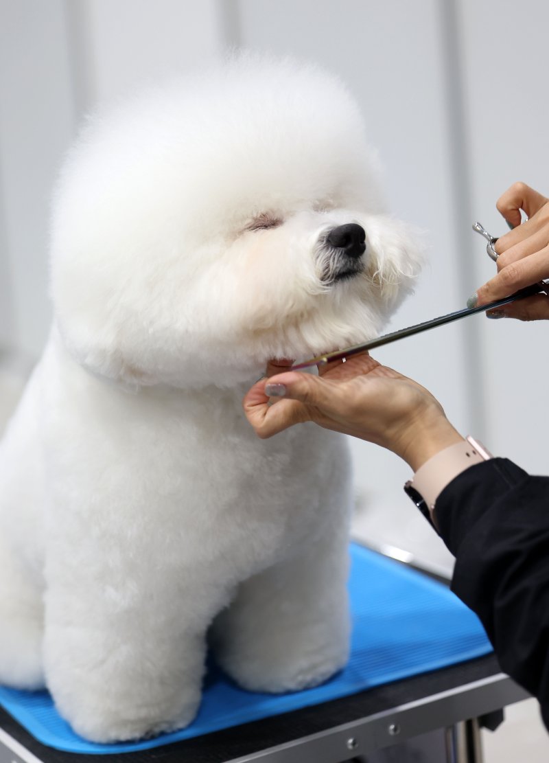 [서울=뉴시스] 김선웅 기자 = 13일 서울 서초구 aT센터에서 열린 제112회 KKF 전국 애견미용 콘테스트에서 참가 선수들이 애견 미용 실력을 선보이고 있다. 2025.06.13. mangusta@newsis.com