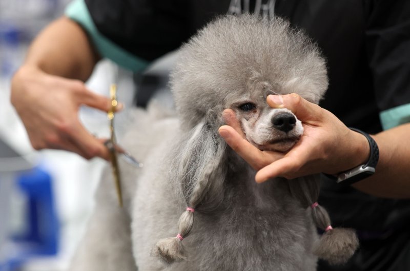 [서울=뉴시스] 김선웅 기자 = 13일 서울 서초구 aT센터에서 열린 제112회 KKF 전국 애견미용 콘테스트에서 참가 선수들이 애견 미용 실력을 선보이고 있다. 2025.06.13. mangusta@newsis.com
