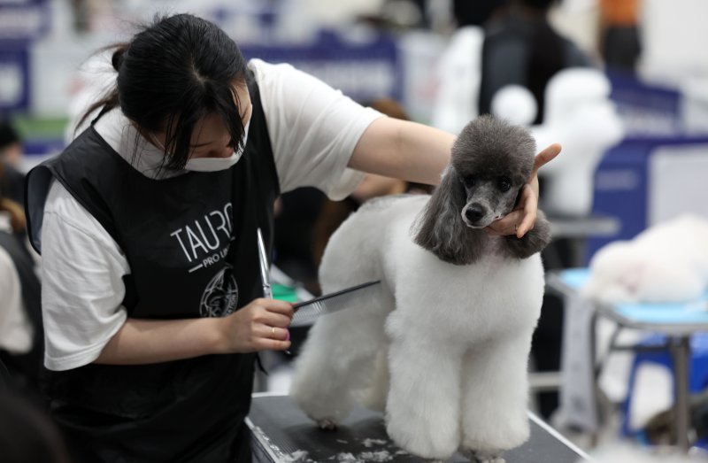 [서울=뉴시스] 김선웅 기자 = 13일 서울 서초구 aT센터에서 열린 제112회 KKF 전국 애견미용 콘테스트에서 참가 선수들이 애견 미용 실력을 선보이고 있다. 2025.06.13. mangusta@newsis.com