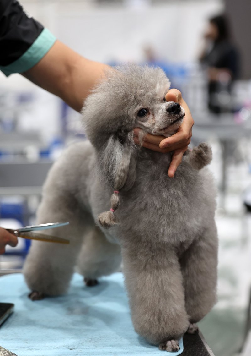[서울=뉴시스] 김선웅 기자 = 13일 서울 서초구 aT센터에서 열린 제112회 KKF 전국 애견미용 콘테스트에서 참가 선수들이 애견 미용 실력을 선보이고 있다. 2025.06.13. mangusta@newsis.com