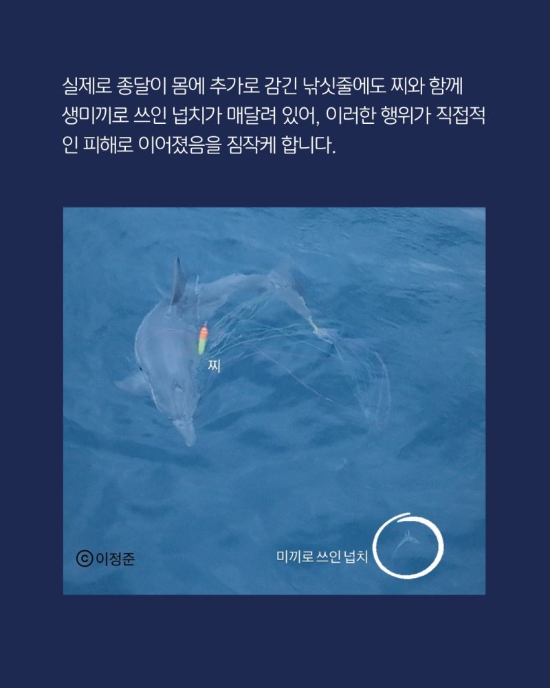 종달이의 마지막 목격 사진. (핫핑크돌핀스 제공. 재판매 및 DB 금지)/뉴스1